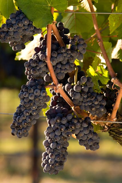 The red grapes pinot noir and pinot meunier are used in champagne