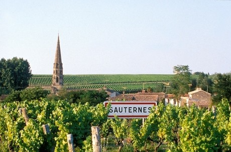 Sauternes, home of noble rot