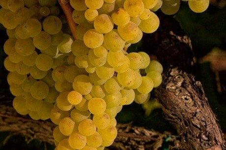 Chardonnay, one of the grape varieties used to make champagne